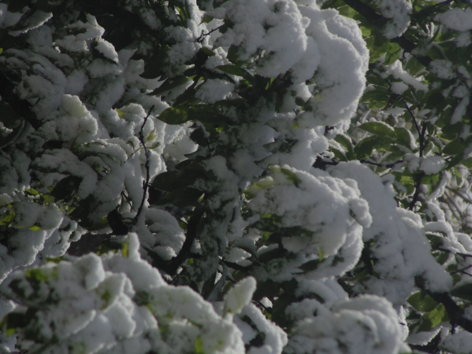 Sony DSC-H100 sample photo