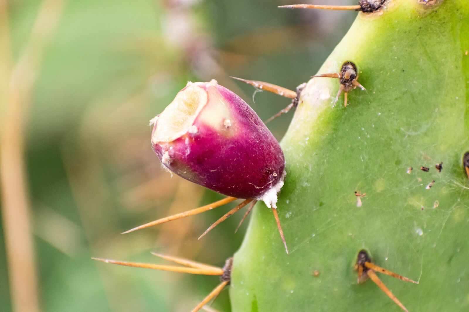 Nikon D3300 sample photo. Cactus, fruits, plant photography