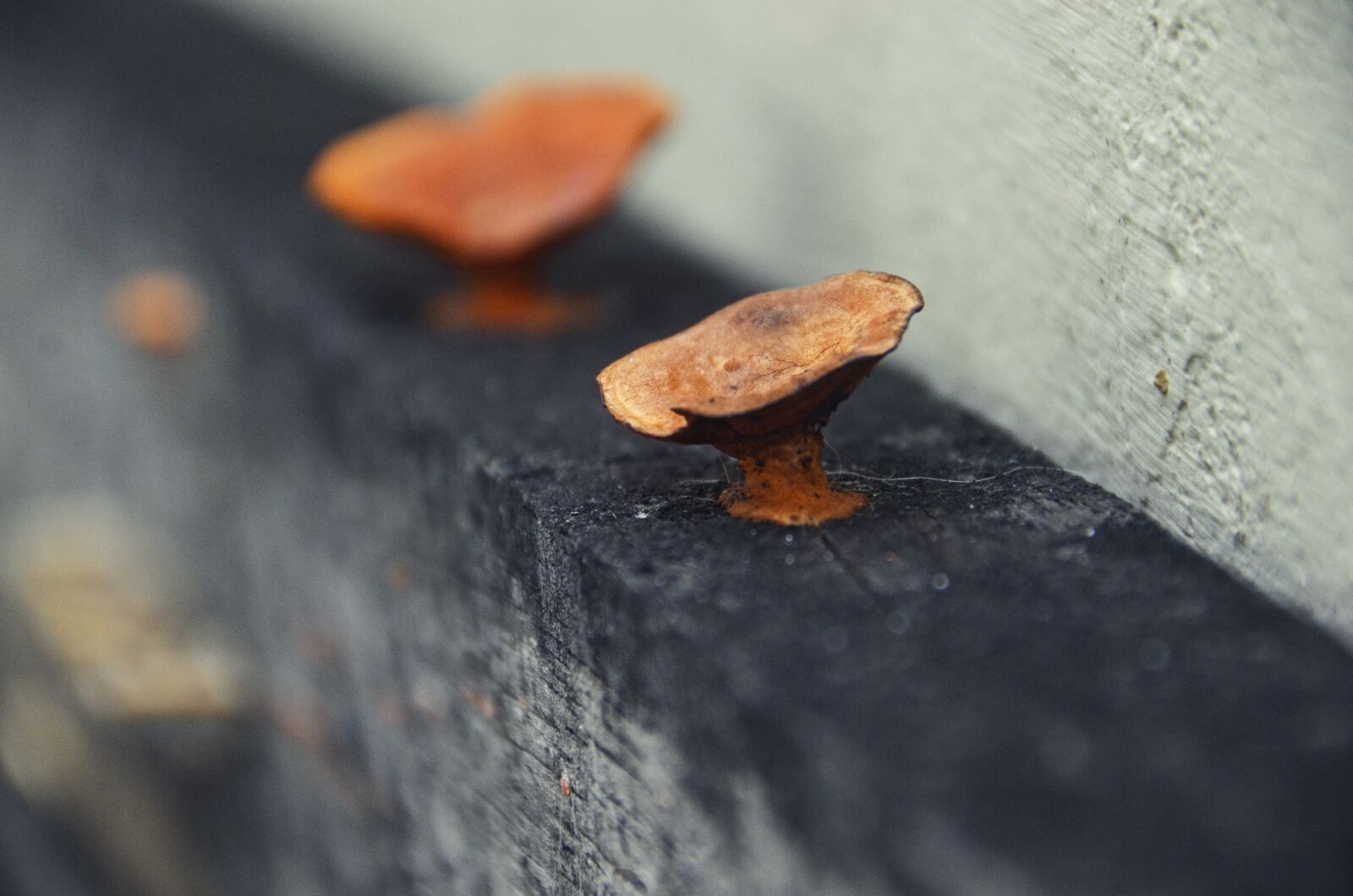 Nikon D7000 sample photo. Mushroom, wood, plant photography
