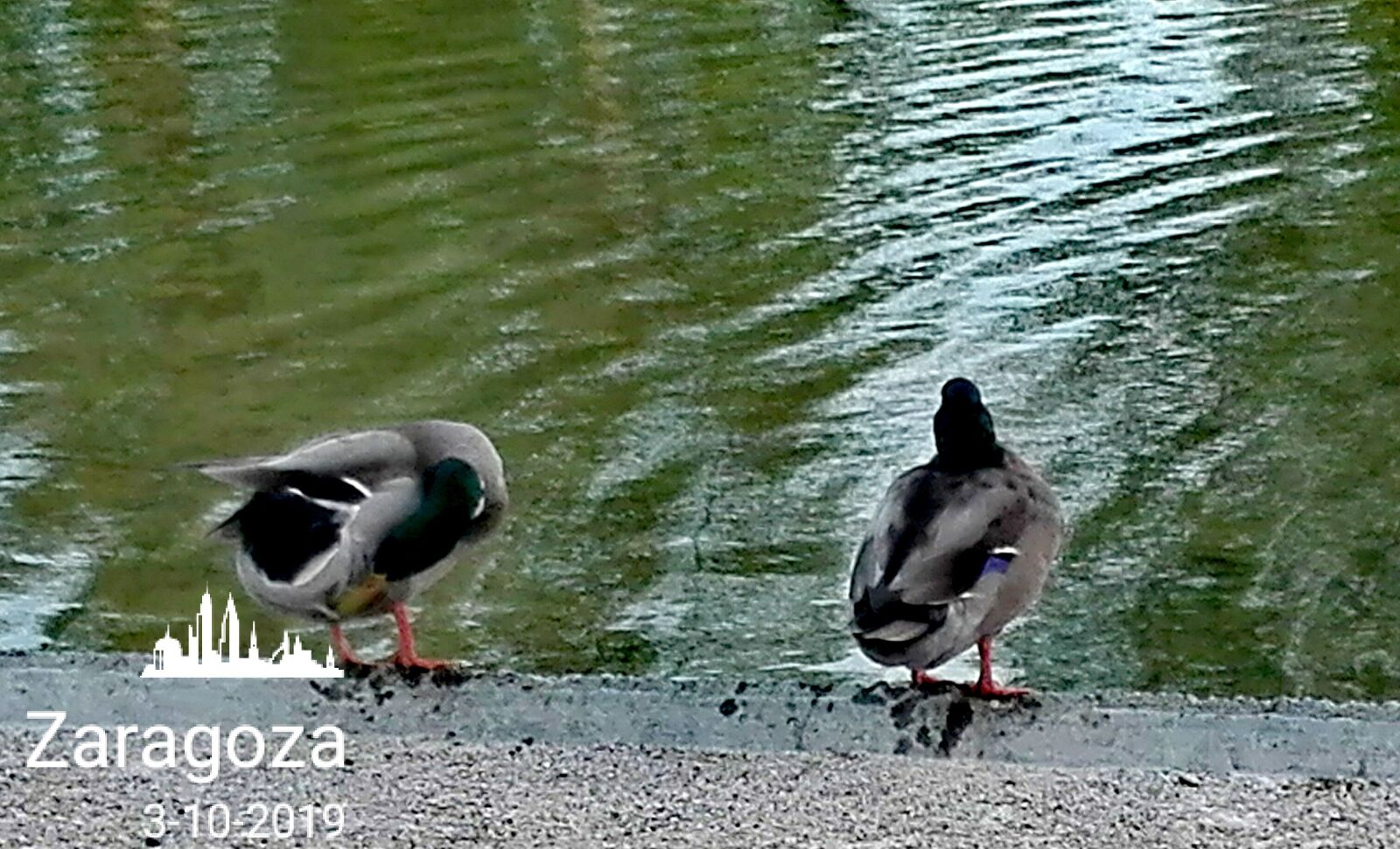 HUAWEI Y6II sample photo. Ducks, zaragoza, spain photography