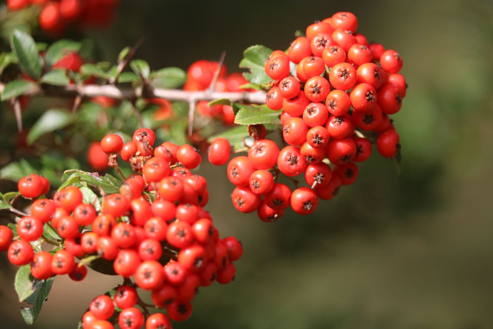 Canon EOS 750D (EOS Rebel T6i / EOS Kiss X8i) sample photo. Red, fruit, hawthorn photography