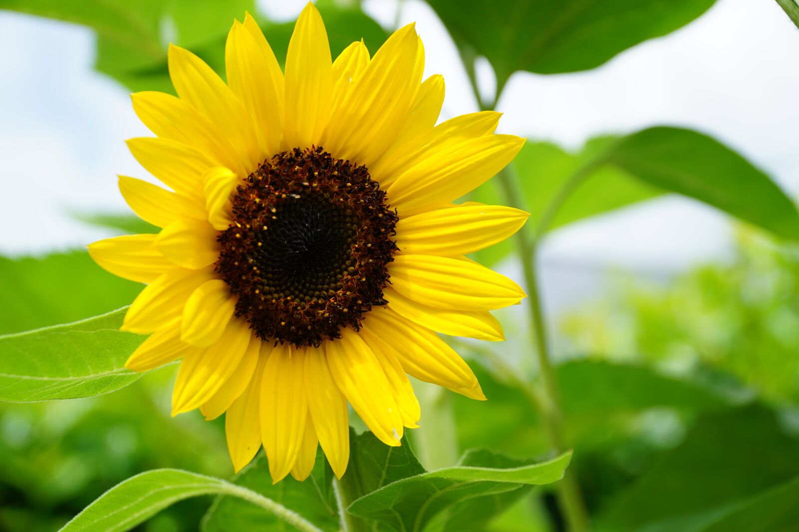 Sony a6000 + Sony E PZ 18-105mm F4 G OSS sample photo. Sunflower, nature, summer photography