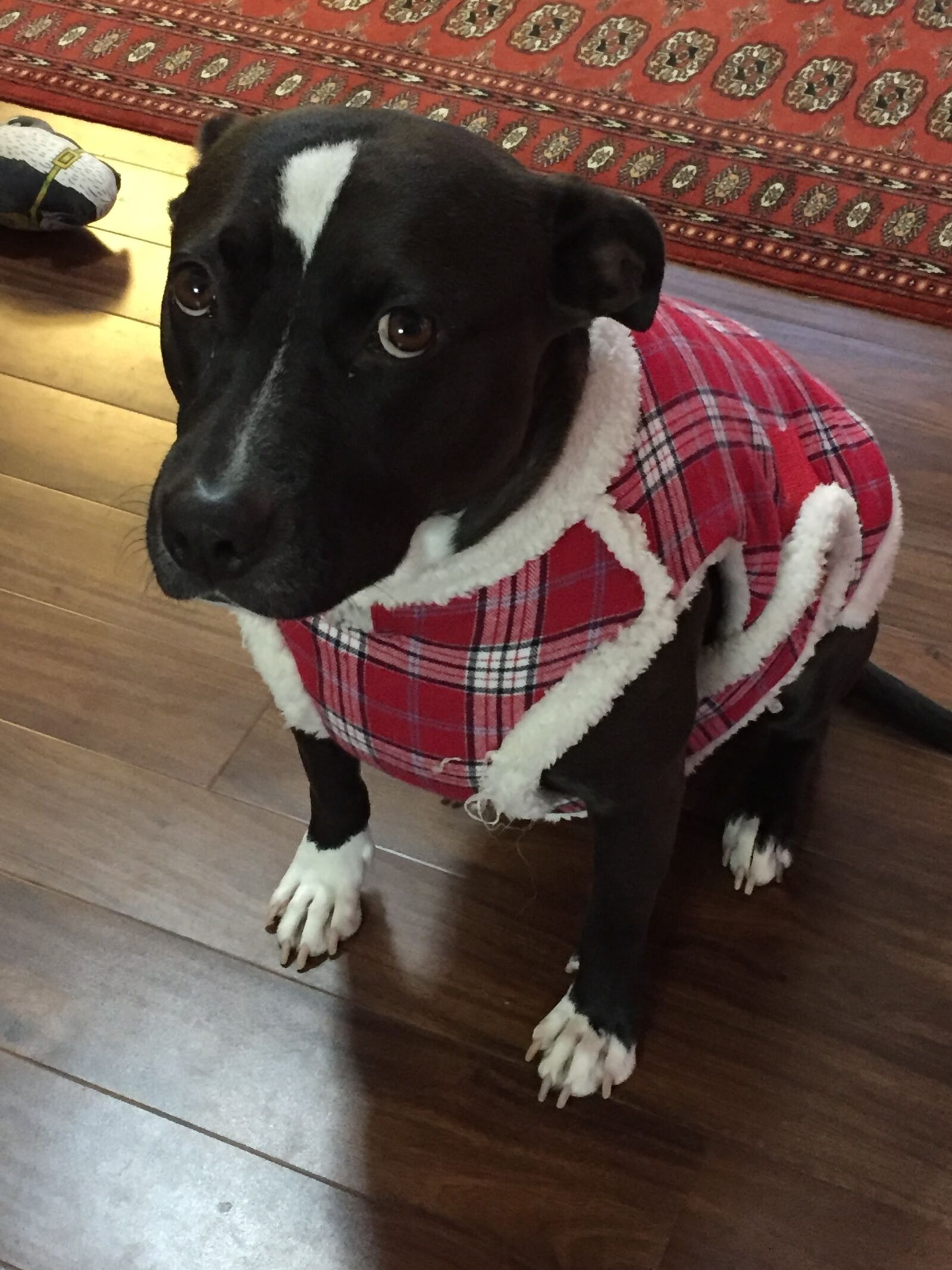 iPhone 6 back camera 4.15mm f/2.2 sample photo. Dog, pitbull, pit bull photography
