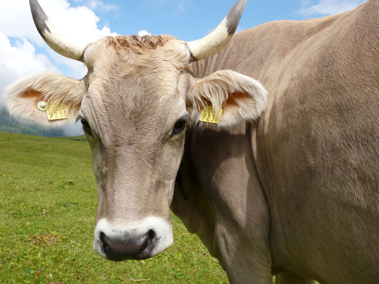 Panasonic DMC-FZ18 sample photo. Cow, pasture, animal photography