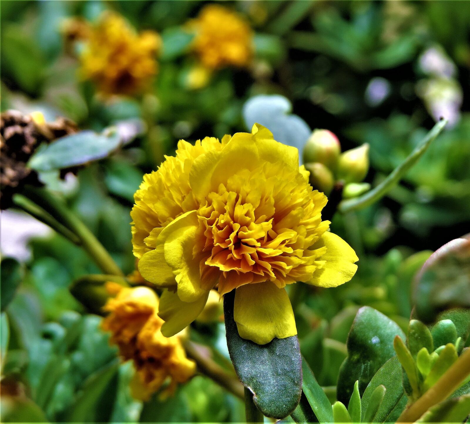 Canon PowerShot SX50 HS sample photo. Flower, yellow, green photography