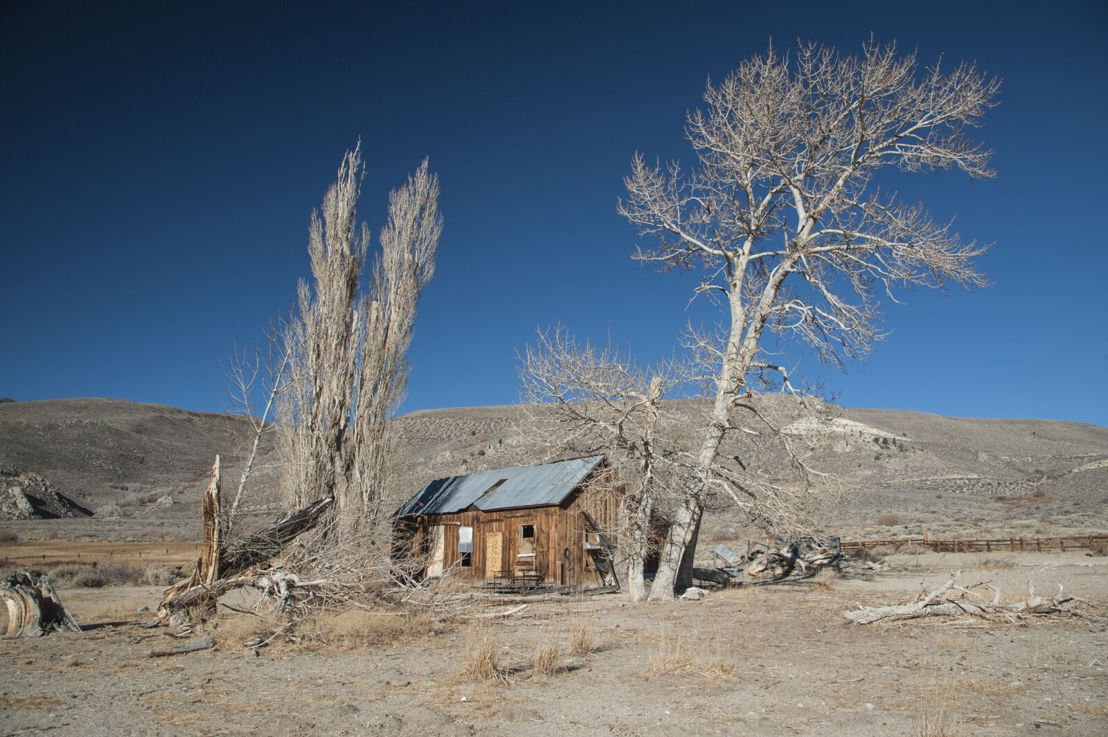 Nikon D3 sample photo. Nature, tree, old tree photography