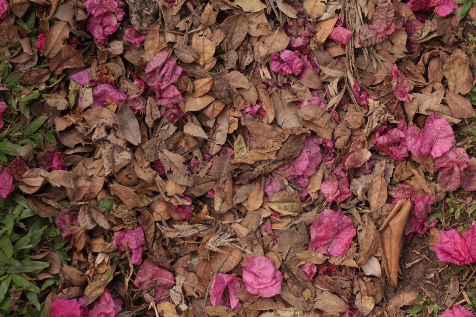 Canon EOS 60D + Canon EF 50mm F1.8 II sample photo. Dry, nature, leaf photography