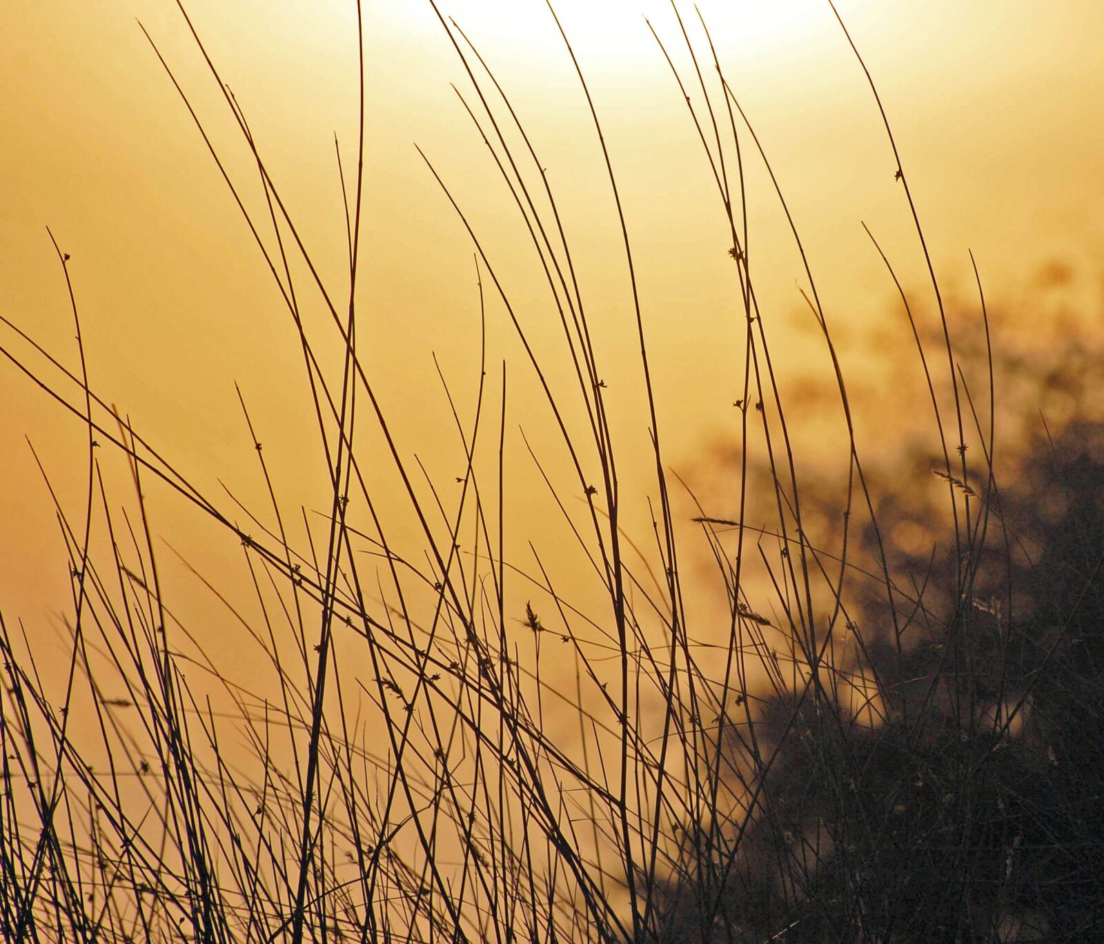 Nikon D40 sample photo. Bushes, golden, summer photography