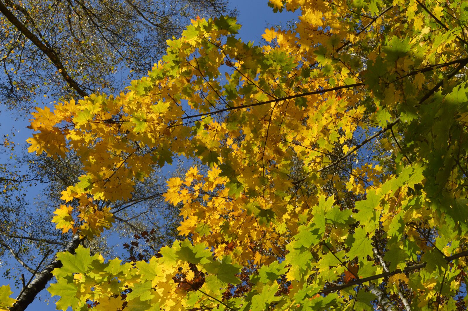 Nikon D3200 sample photo. Autumn, tree, foliage photography