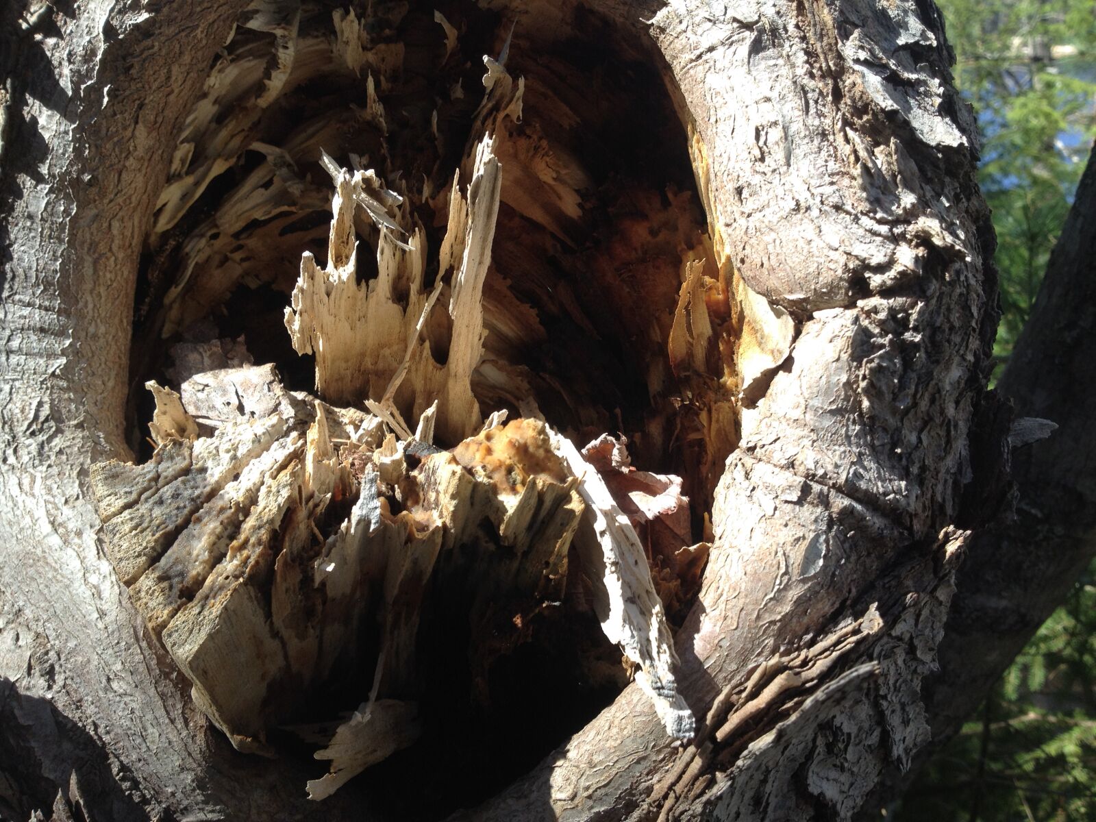 iPhone 4S back camera 4.28mm f/2.4 sample photo. Tree, trunk, stump, rotting photography