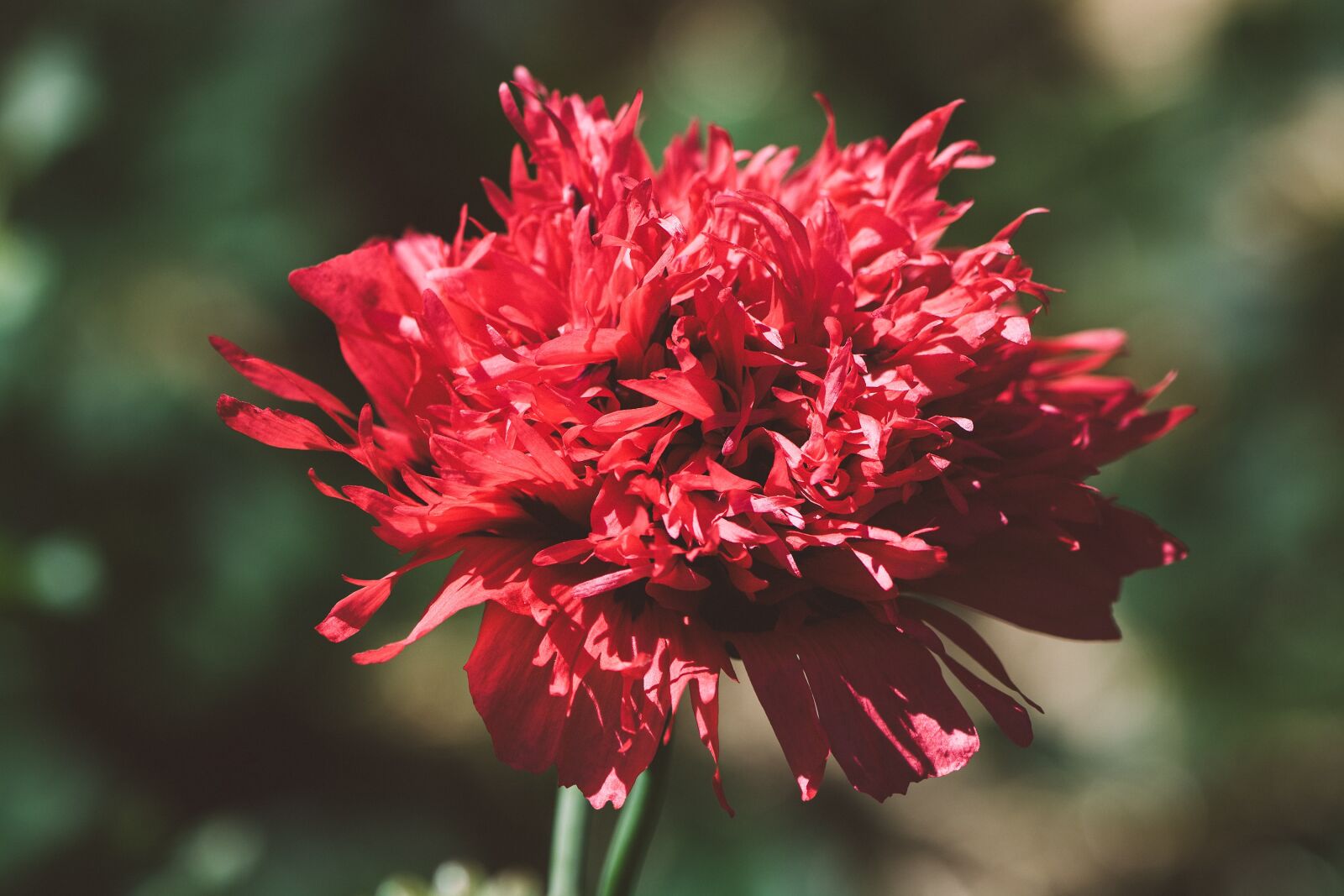 Nikon D7100 sample photo. Poppy, red, red poppy photography