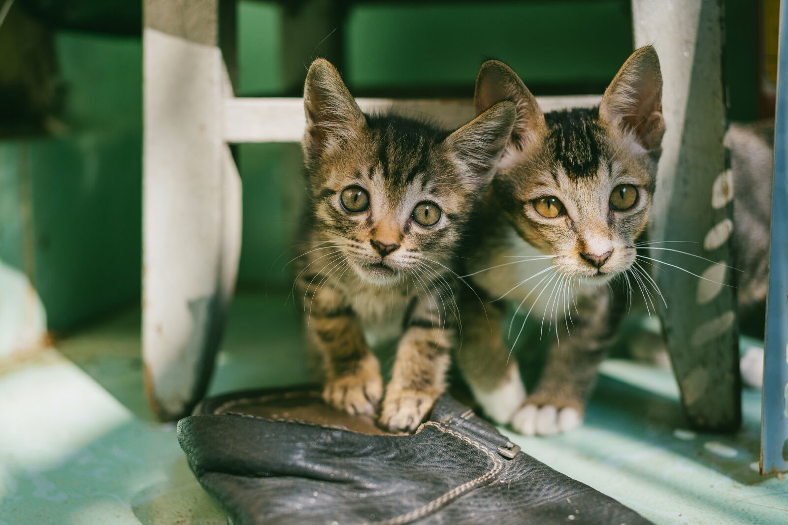 Sony a6000 + E 32mm F1.8 sample photo. Two, brown, tabby, kittens photography