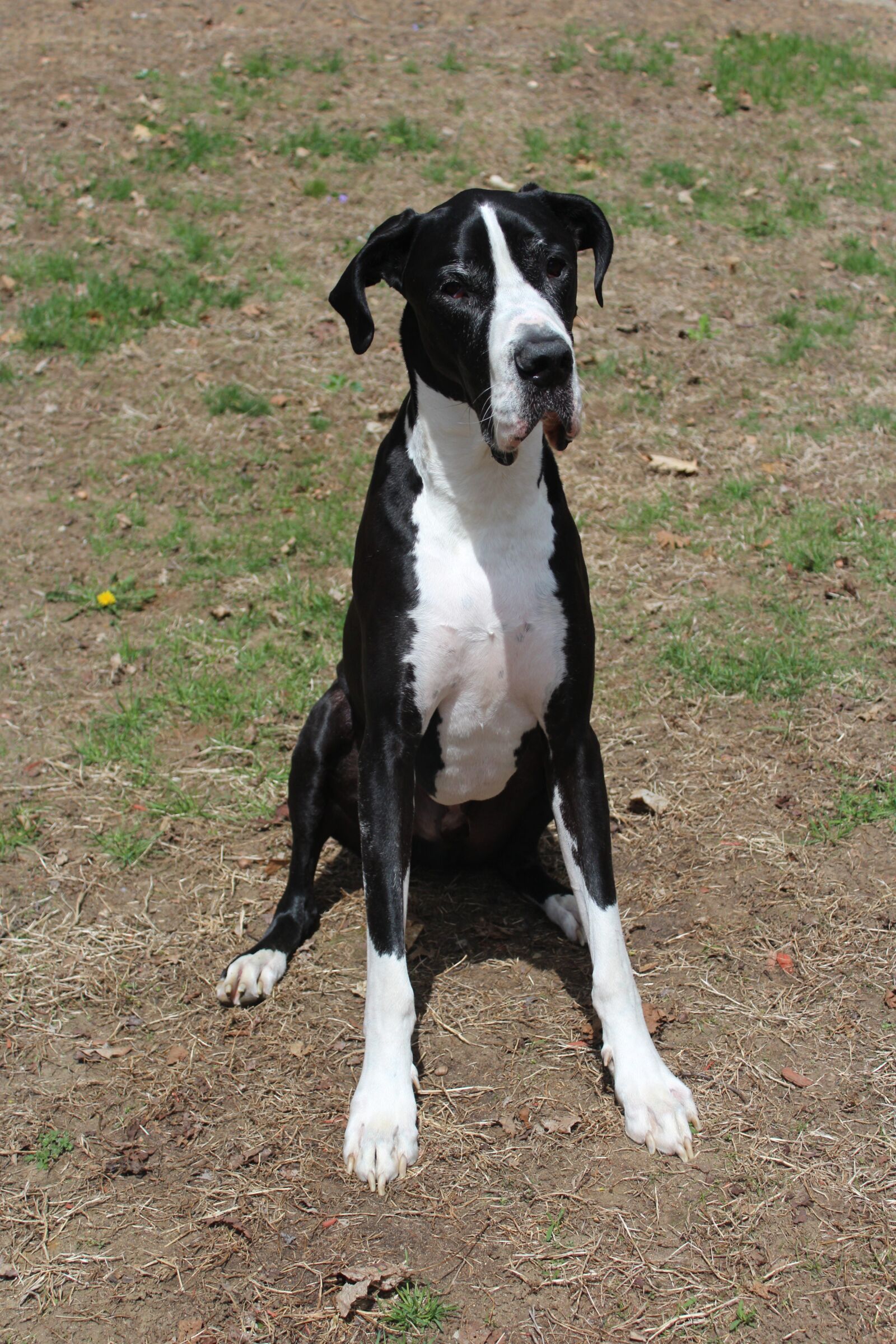 Canon EOS 1200D (EOS Rebel T5 / EOS Kiss X70 / EOS Hi) sample photo. Dog, great, dane, outside photography