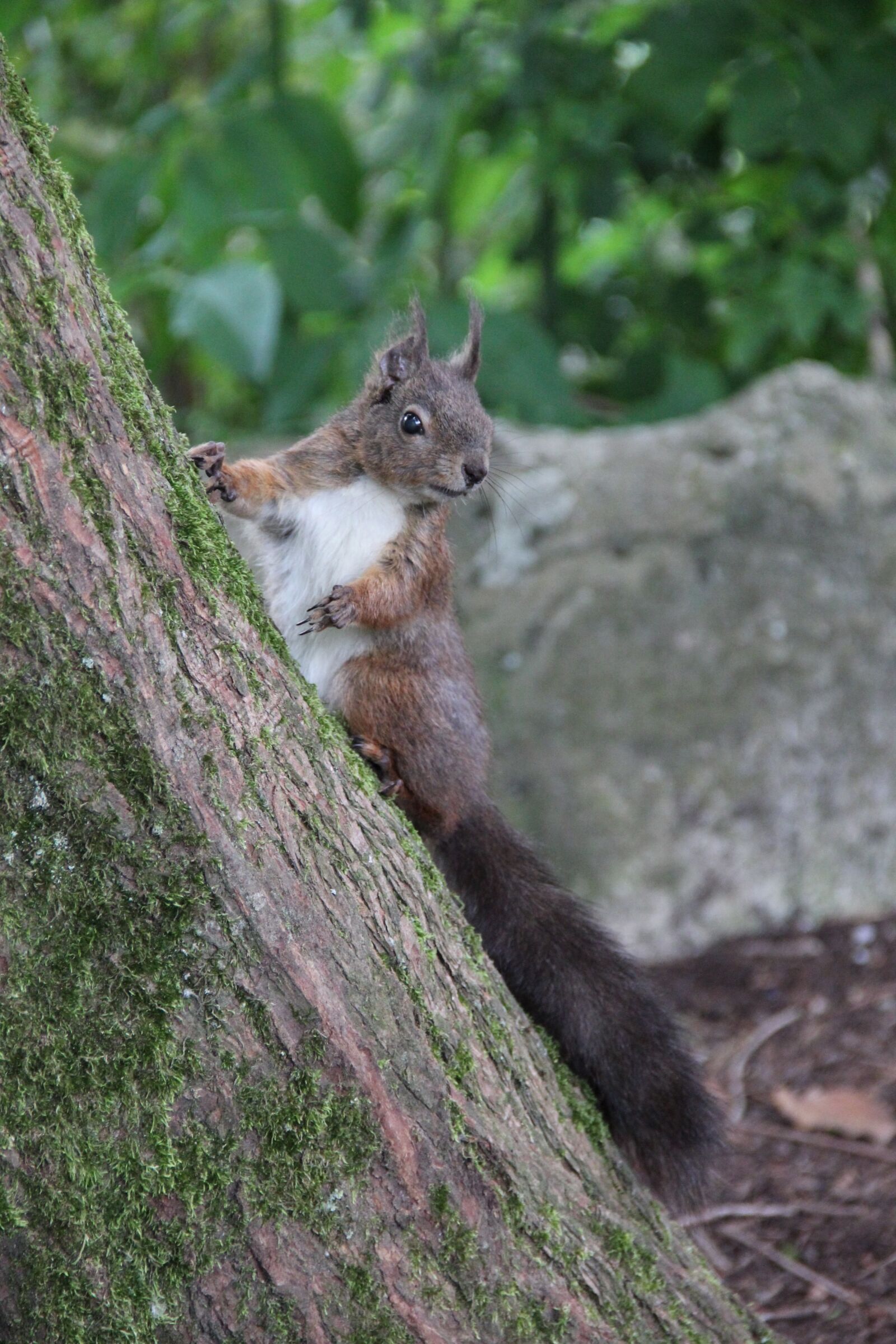 Canon EOS 550D (EOS Rebel T2i / EOS Kiss X4) sample photo. Nature, squirrel, animal photography