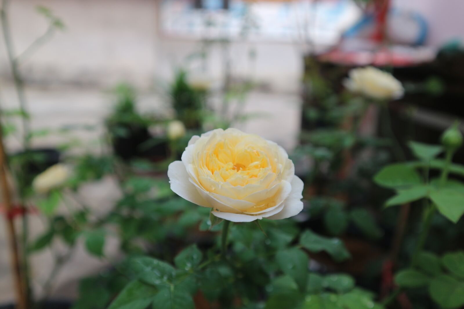 Canon EF-M 15-45mm F3.5-6.3 IS STM sample photo. Rose, yellow, a rose photography