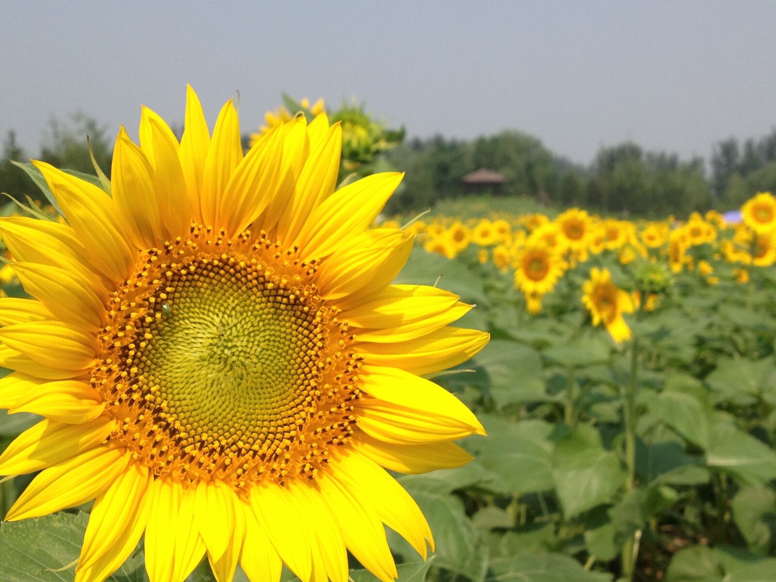 Apple iPhone 4S sample photo. Spring, forest park, sunflower photography