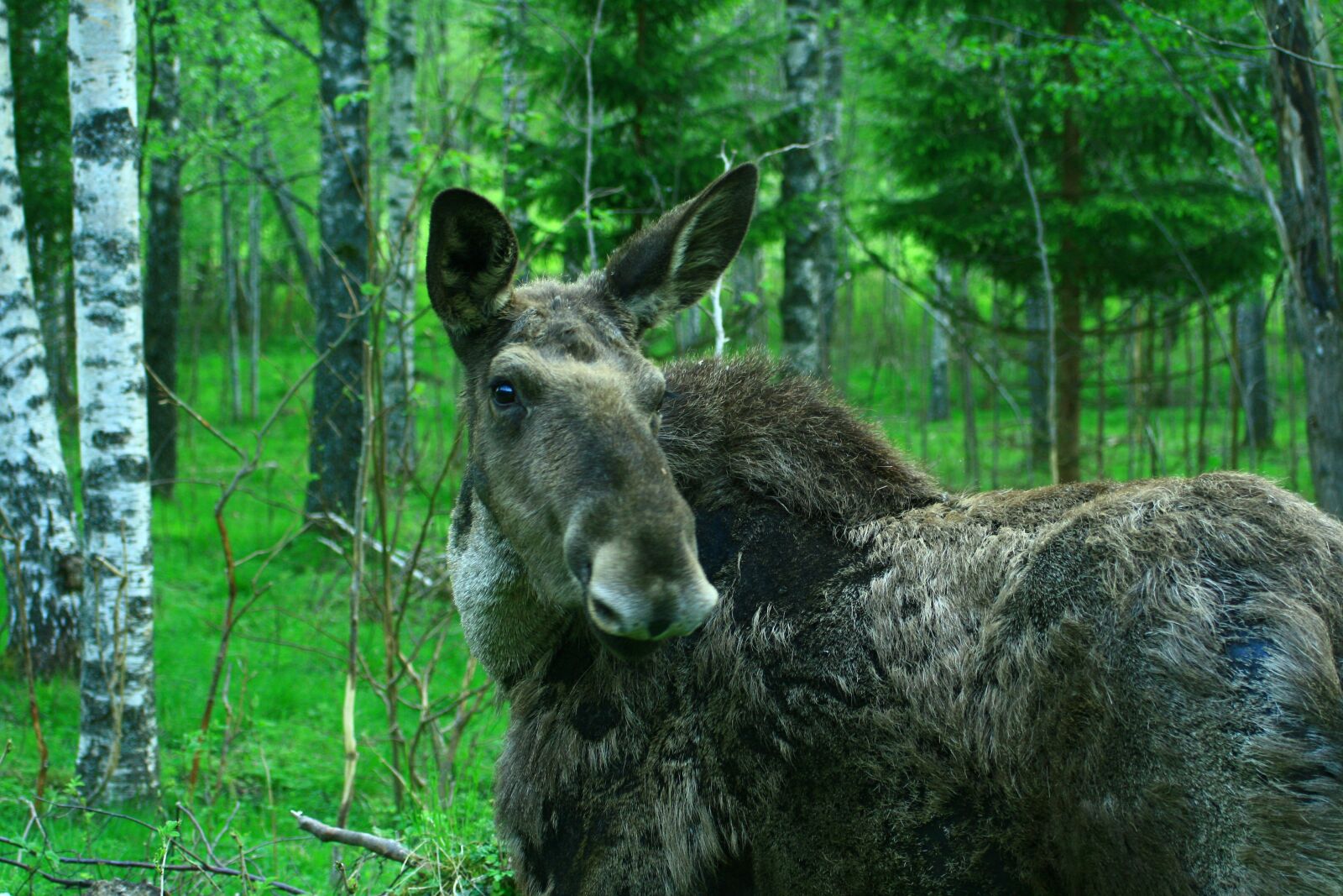 Canon EOS 400D (EOS Digital Rebel XTi / EOS Kiss Digital X) sample photo. Sweden, mammal, moose photography