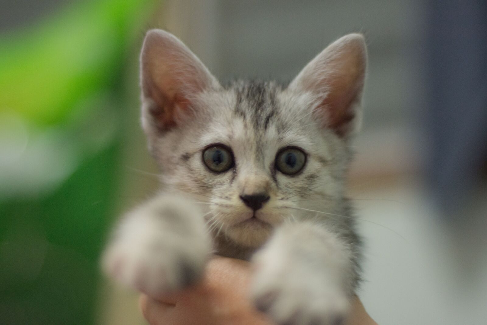Nikon D7200 sample photo. Kittycat, kitten, cat photography