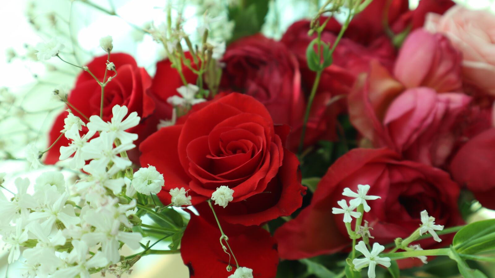 Canon EF-M 15-45mm F3.5-6.3 IS STM sample photo. Red, rose, roses photography