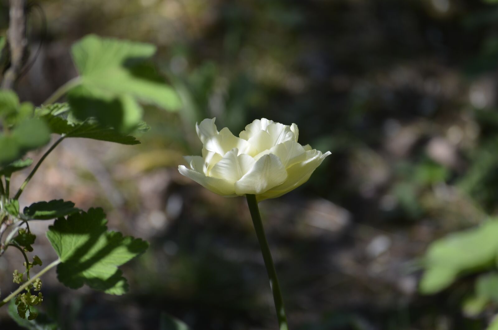 Nikon D5100 sample photo. Flower, blossom, bloom photography