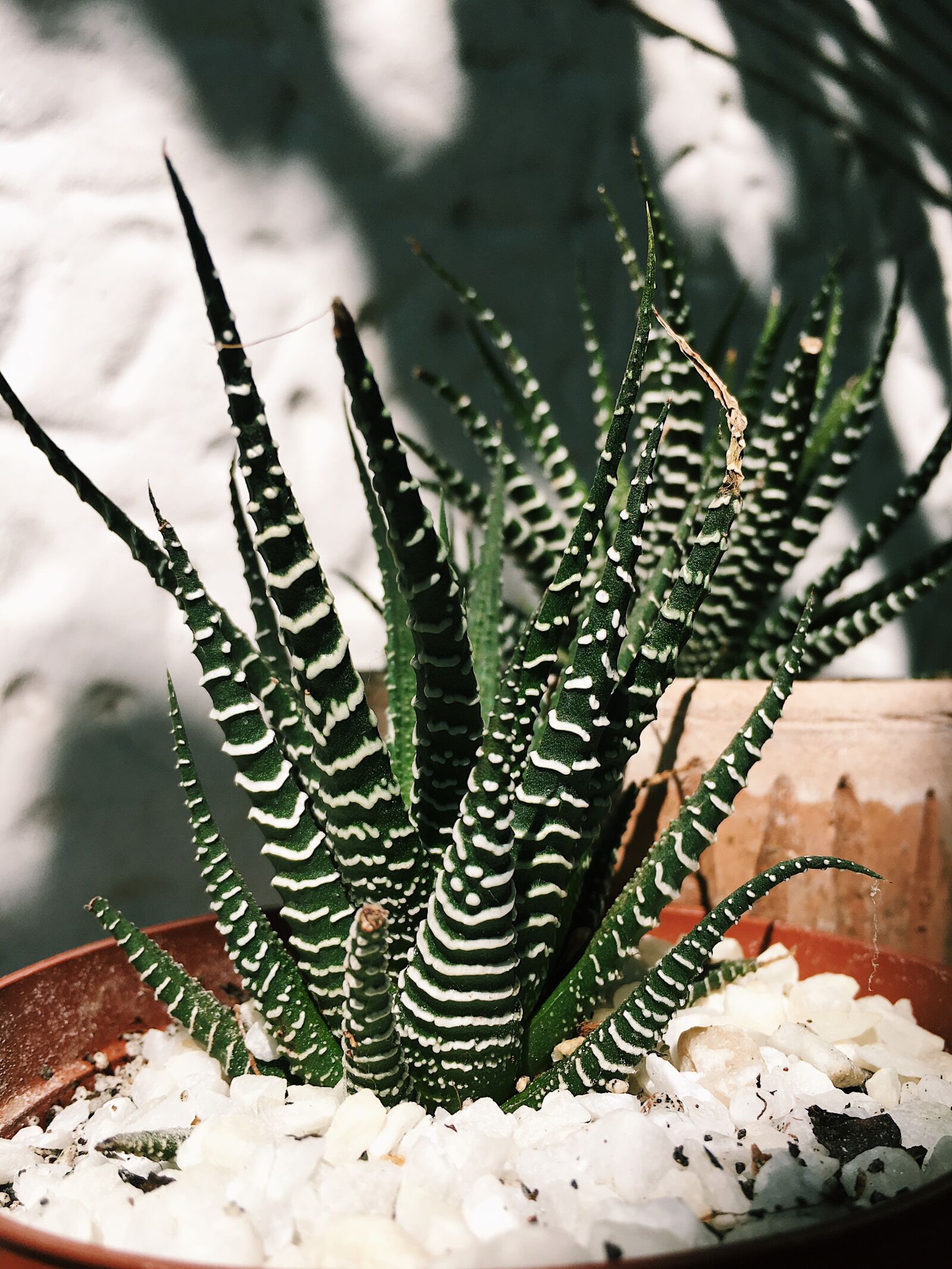 Apple iPhone 6s sample photo. Succulent, cactus, zebra photography