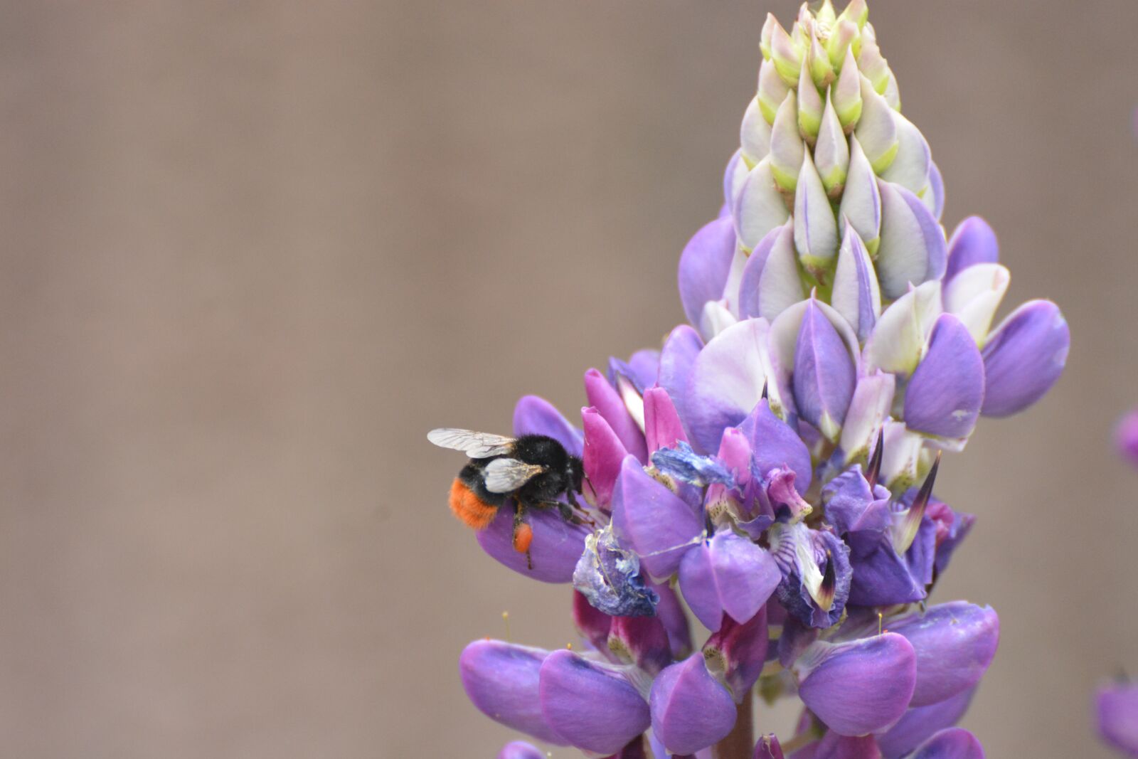 Nikon D7100 sample photo. Hummel, flower bud, blossom photography