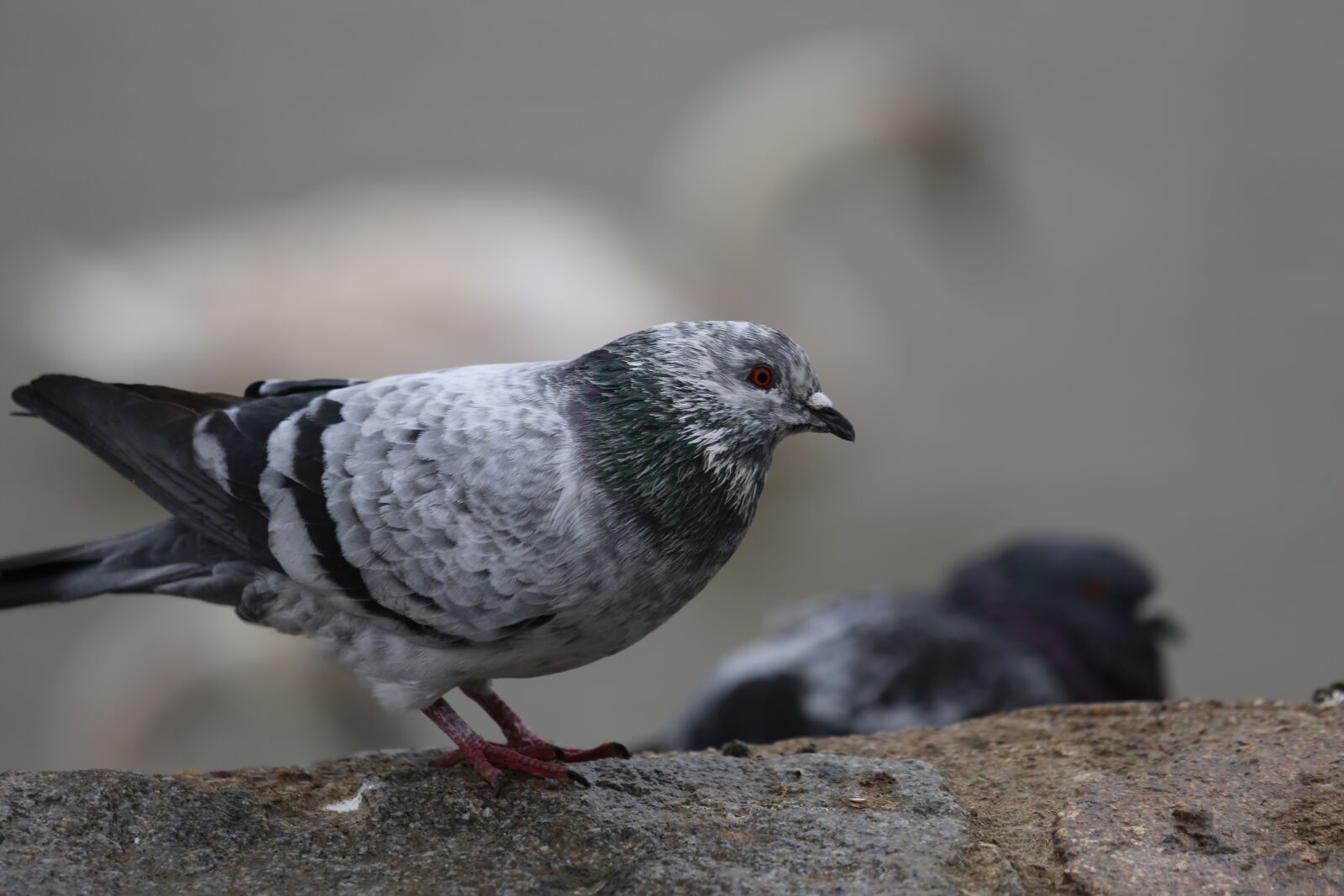 Canon EF 100-400mm F4.5-5.6L IS USM sample photo. Dove, bird, beautiful photography