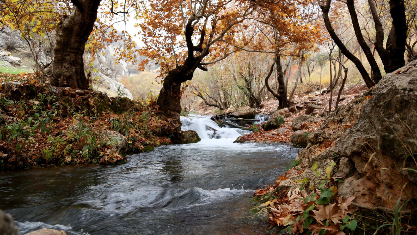Canon EF 24-105mm F4L IS USM sample photo. River, inside, forest, near photography