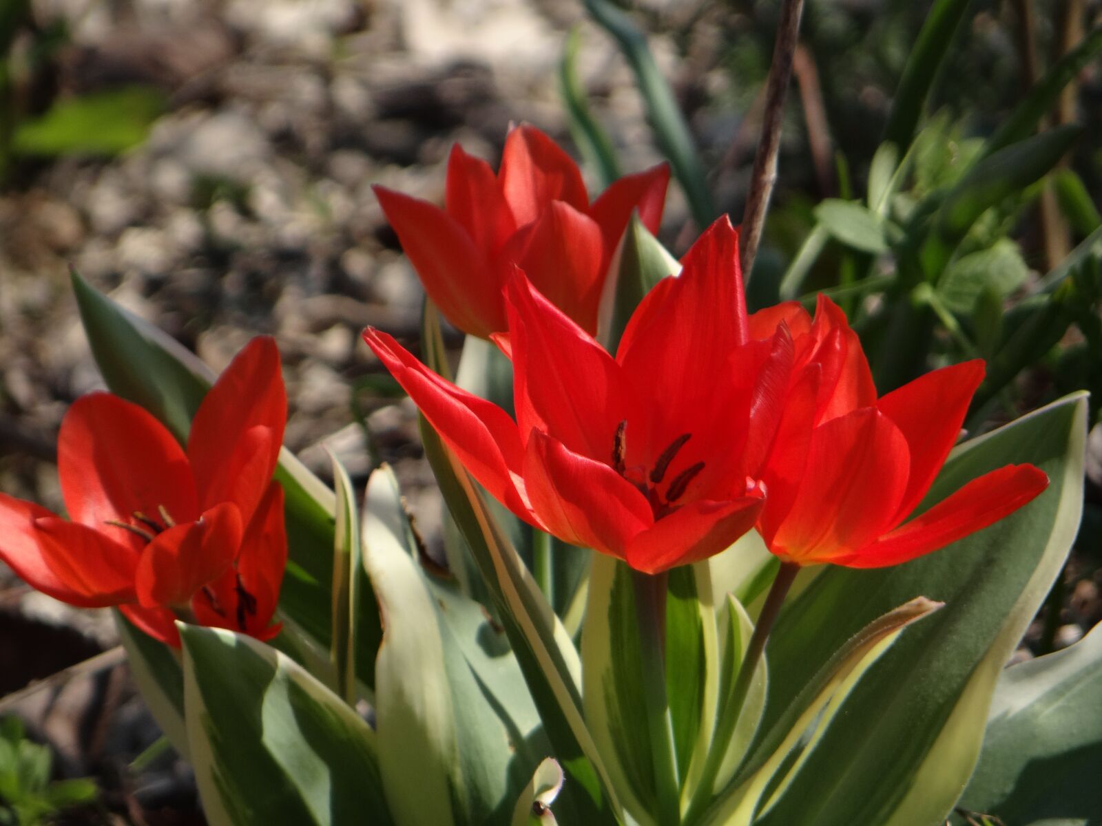 Sony DSC-HX200V sample photo. Red crime, garden, flowers photography