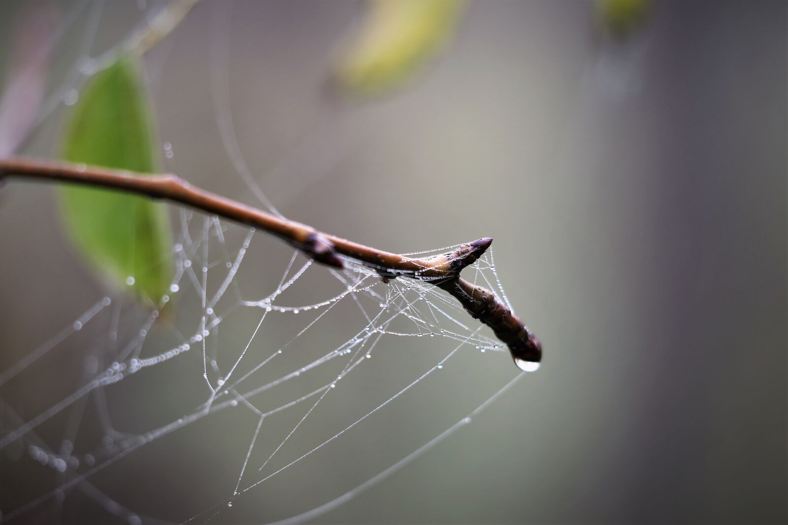 Canon EOS 6D + Canon EF 70-300 F4-5.6 IS II USM sample photo. Branch, spider net, morning photography