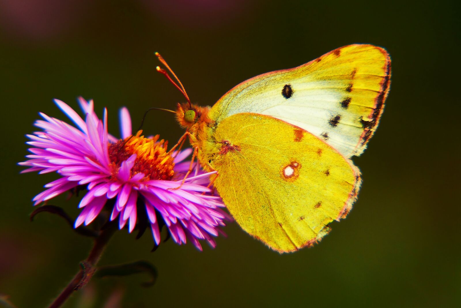 Panasonic Lumix DMC-FZ200 sample photo. Szlaczko siarecznik, butterfly day photography