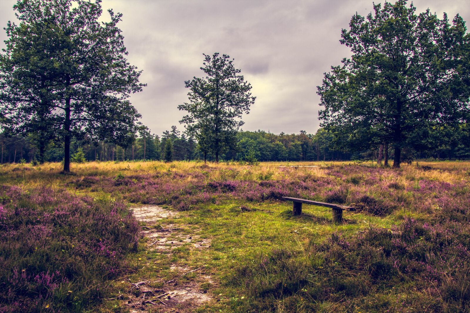 Canon EOS 60D sample photo. Bench, nature, forest photography