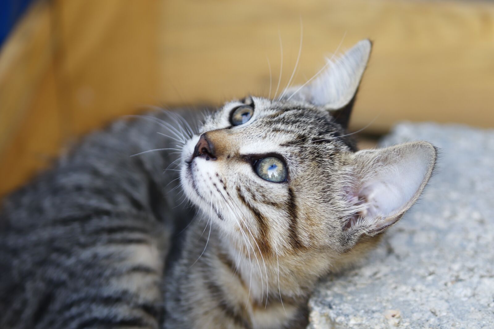 Canon EOS 200D (EOS Rebel SL2 / EOS Kiss X9) sample photo. Cat, kitten, tabby cat photography