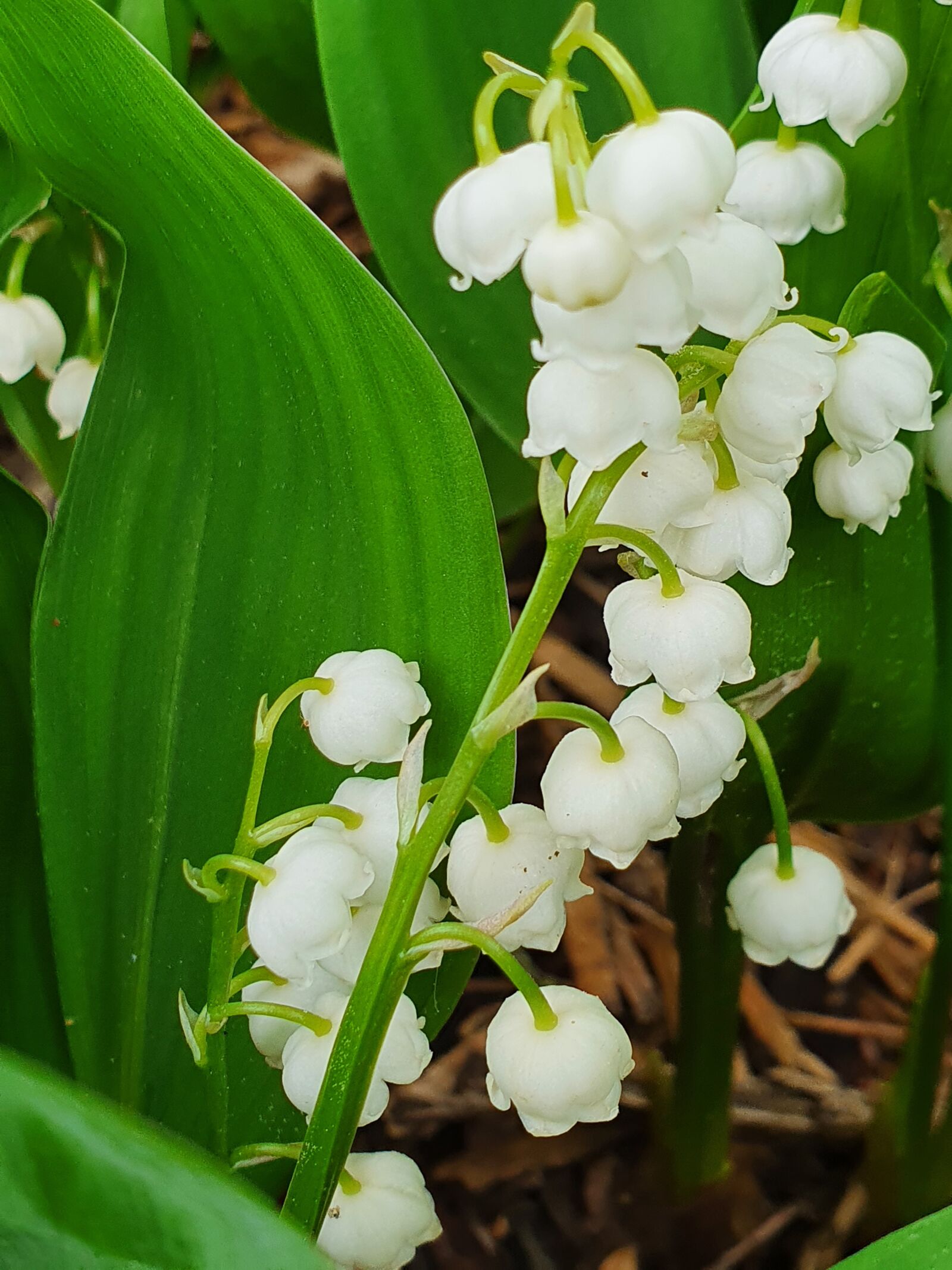 Samsung Galaxy S10+ sample photo. Lily of the valley photography