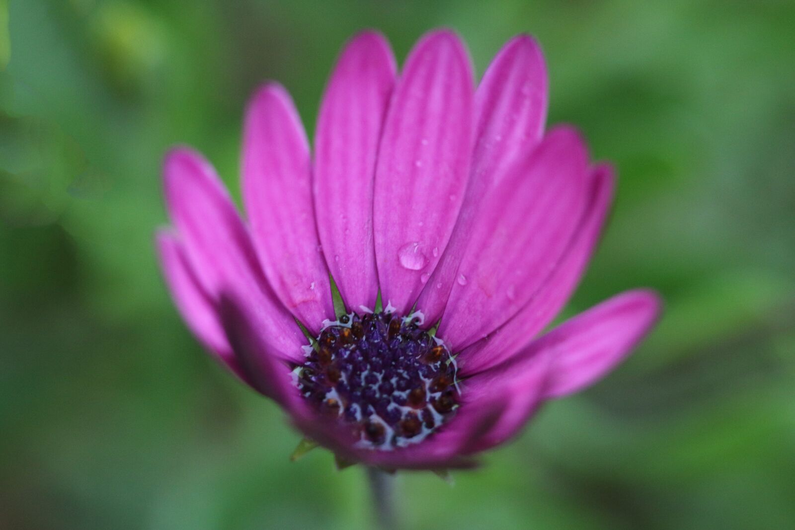 Canon EOS 70D + Canon EF 100mm F2.8 Macro USM sample photo. Pink, purple, flower photography