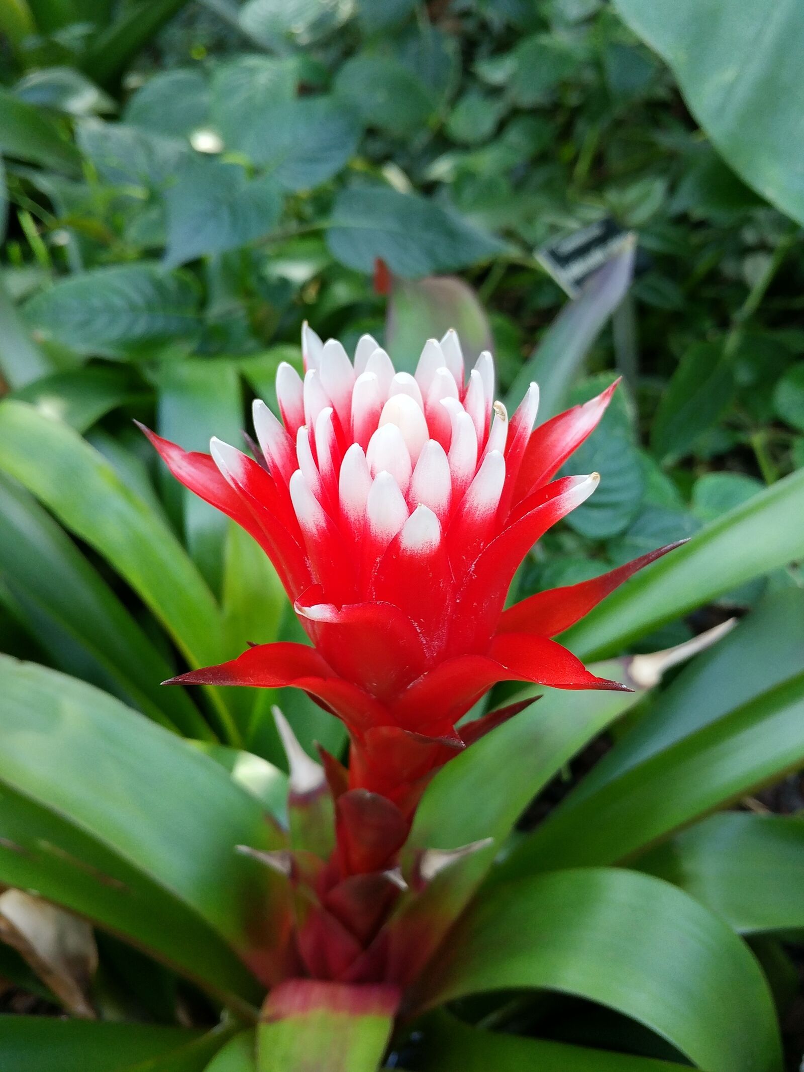 LG G5 sample photo. Plants, nature, flowers photography