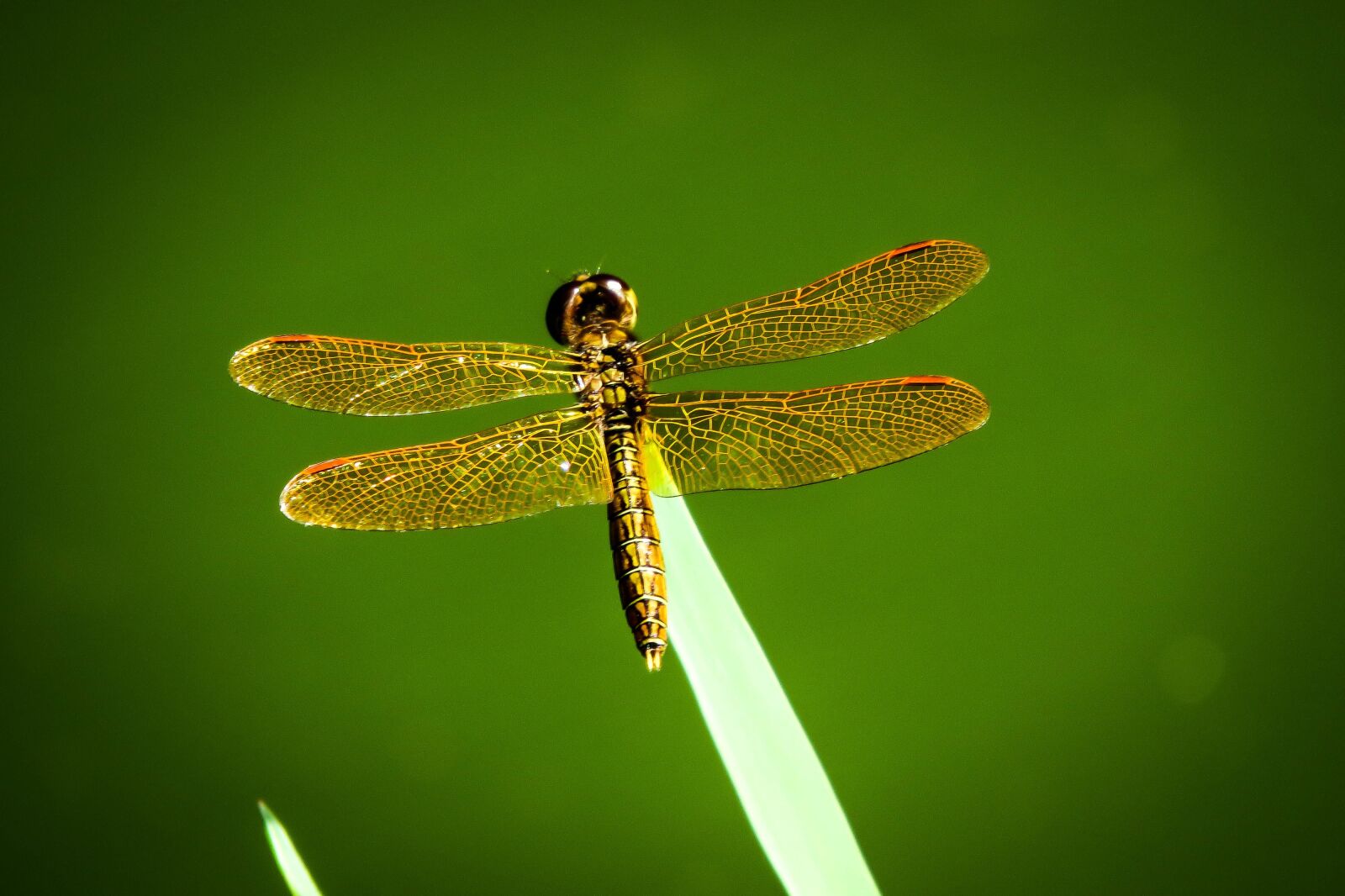 Canon PowerShot SX50 HS sample photo. Dragonfly, insect, nature photography