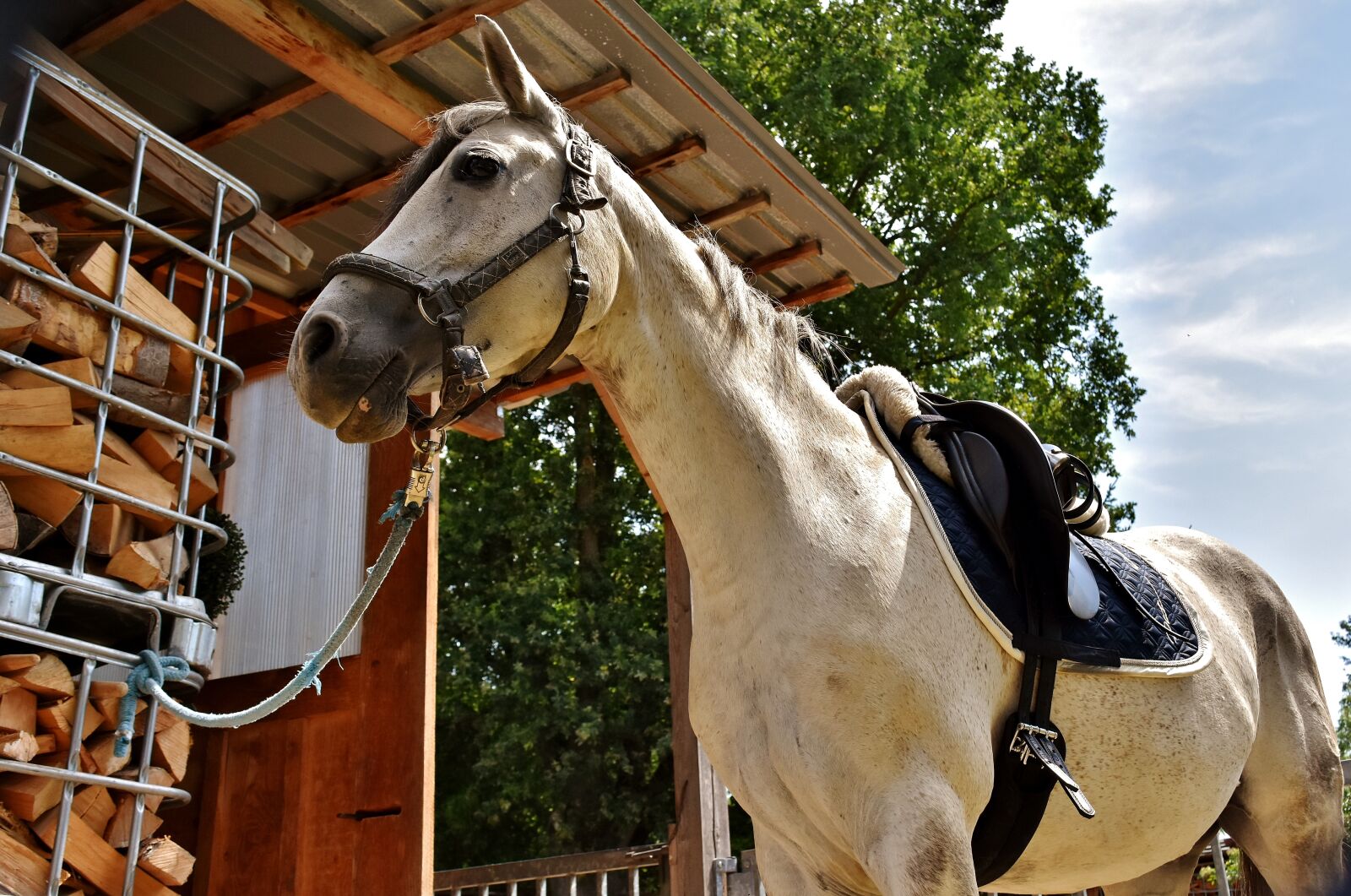 Nikon D7200 sample photo. Mold, horse, pony photography