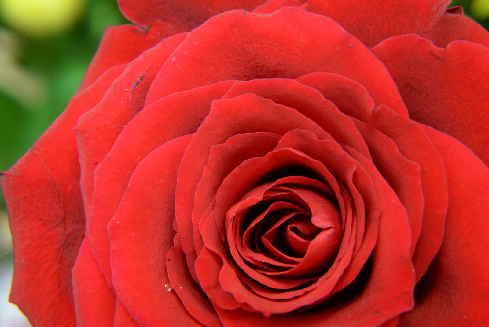 Nikon D610 sample photo. Plants, flower, rose photography