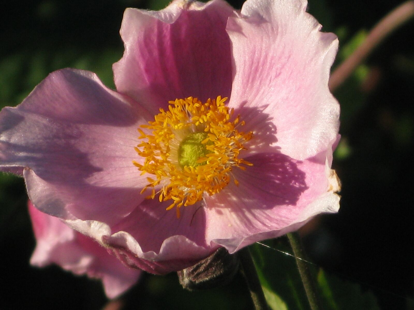 Canon POWERSHOT G9 sample photo. Blossom, bloom, wild rose photography