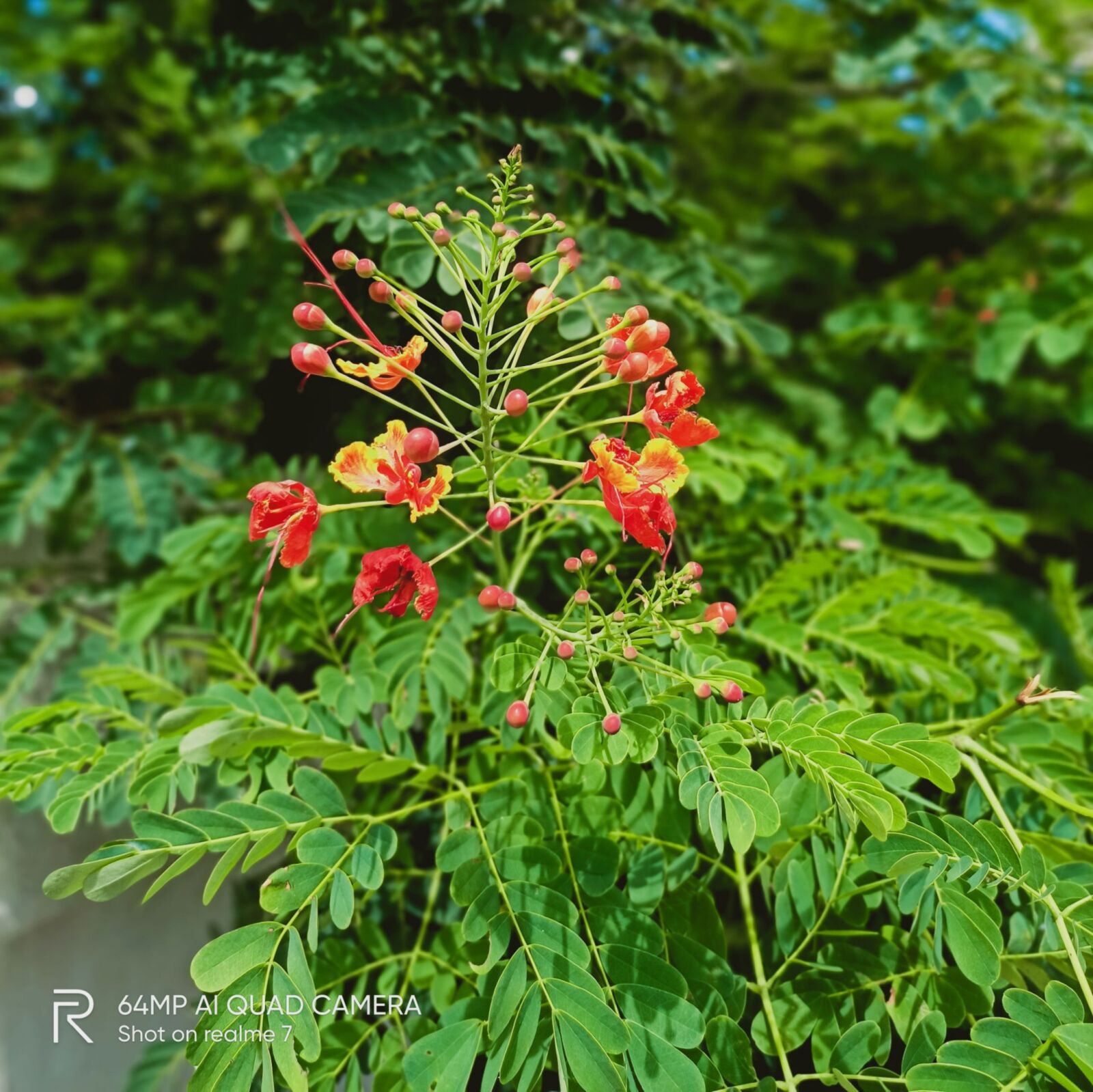 Sony IMX682 Sensor, 1/1.73” Sensor Size sample photo. Square photo, realme 7 photography