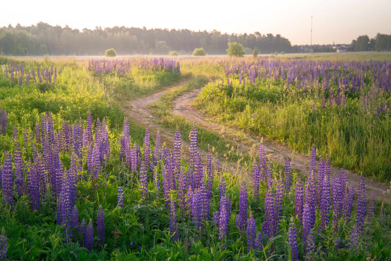 Canon EF 24-105mm F3.5-5.6 IS STM sample photo. Field, road, lupine photography