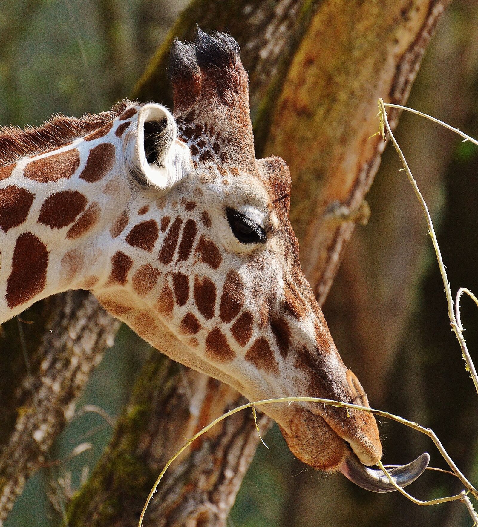 Nikon D3200 sample photo. Giraffe, zoo, animal photography