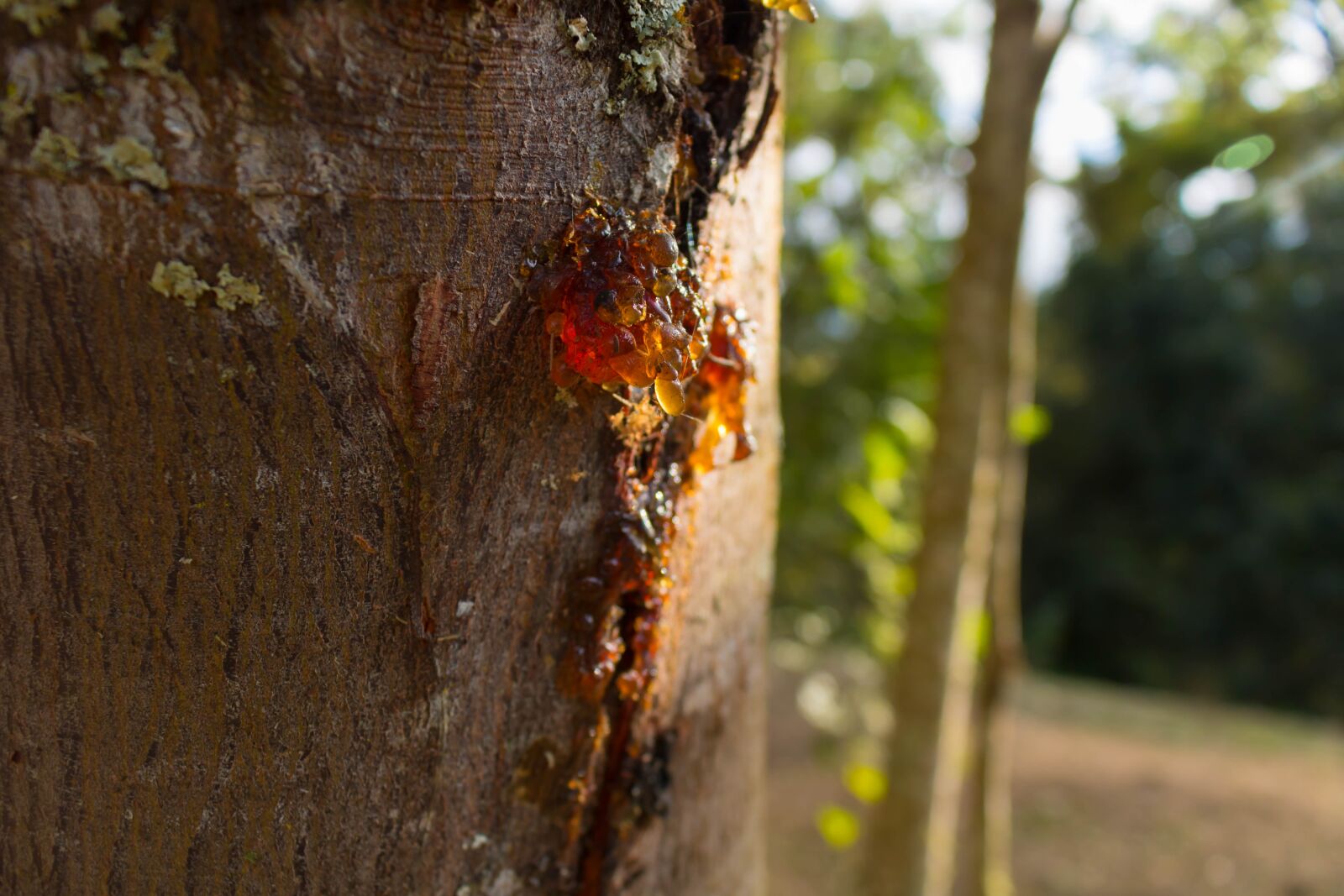 Canon EOS 750D (EOS Rebel T6i / EOS Kiss X8i) sample photo. Sap, tree, bark photography