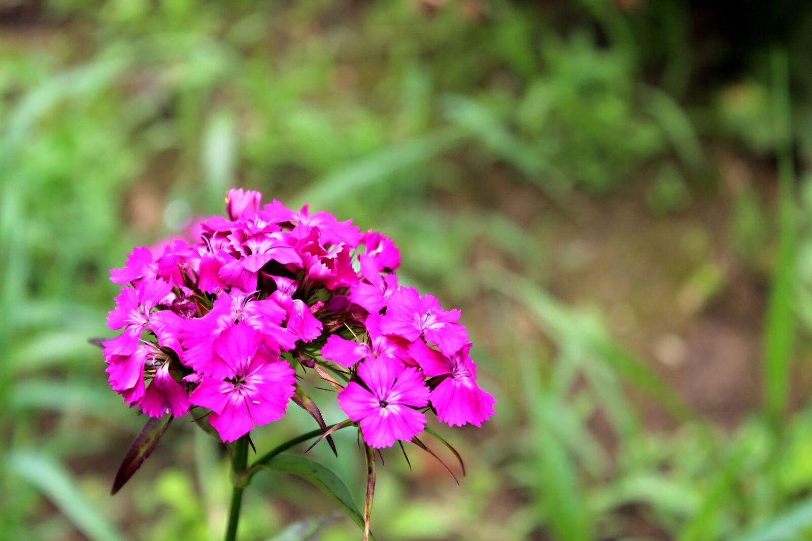 Canon EOS 1300D (EOS Rebel T6 / EOS Kiss X80) sample photo. Flowers, purple, garden photography