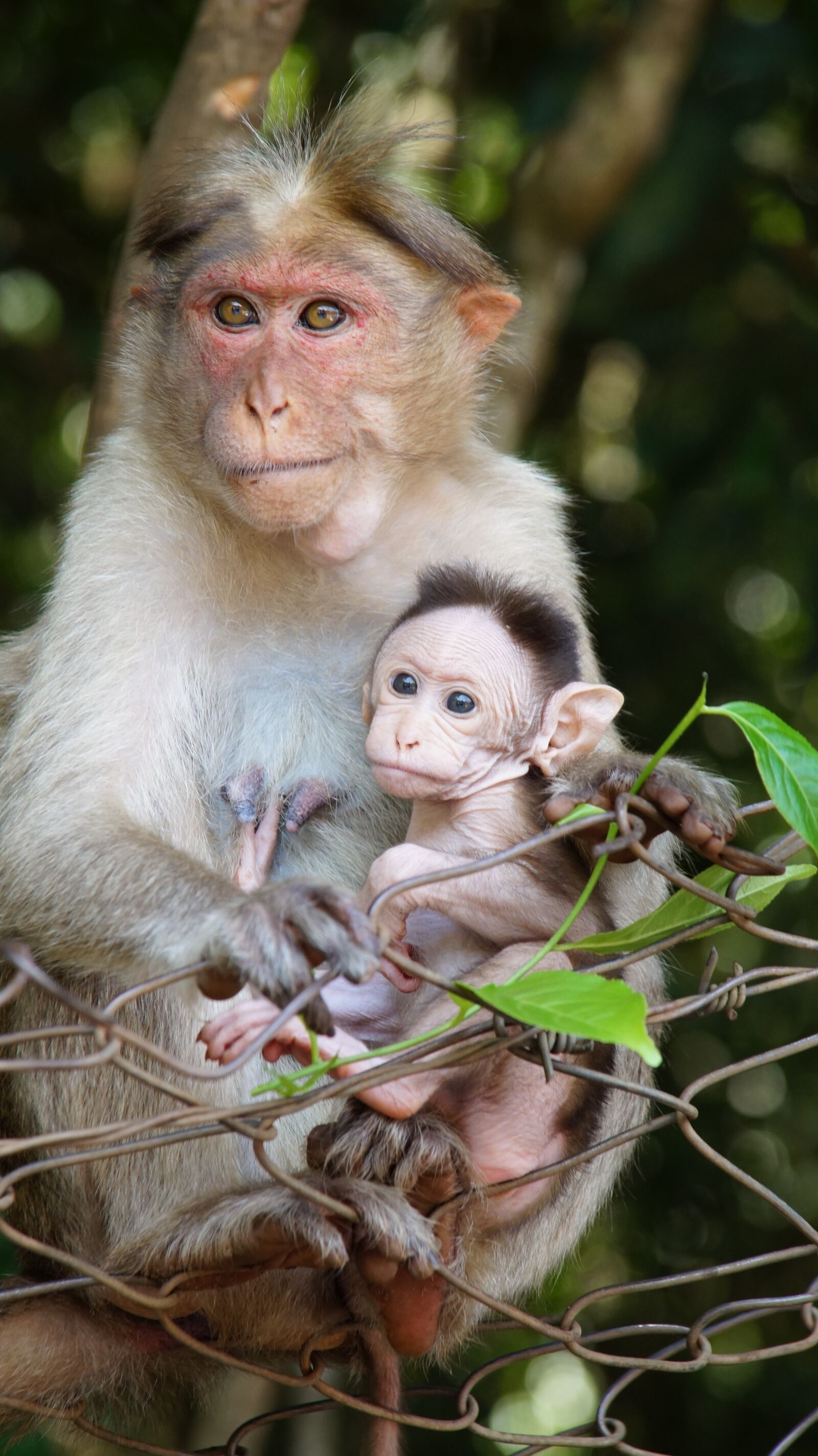Sony SLT-A58 + Sony DT 18-135mm F3.5-5.6 SAM sample photo. Motherhood, monkey life, animal photography