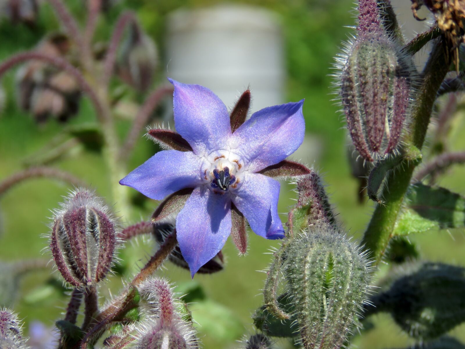 Canon PowerShot SX60 HS sample photo. Borage, flower, blue photography
