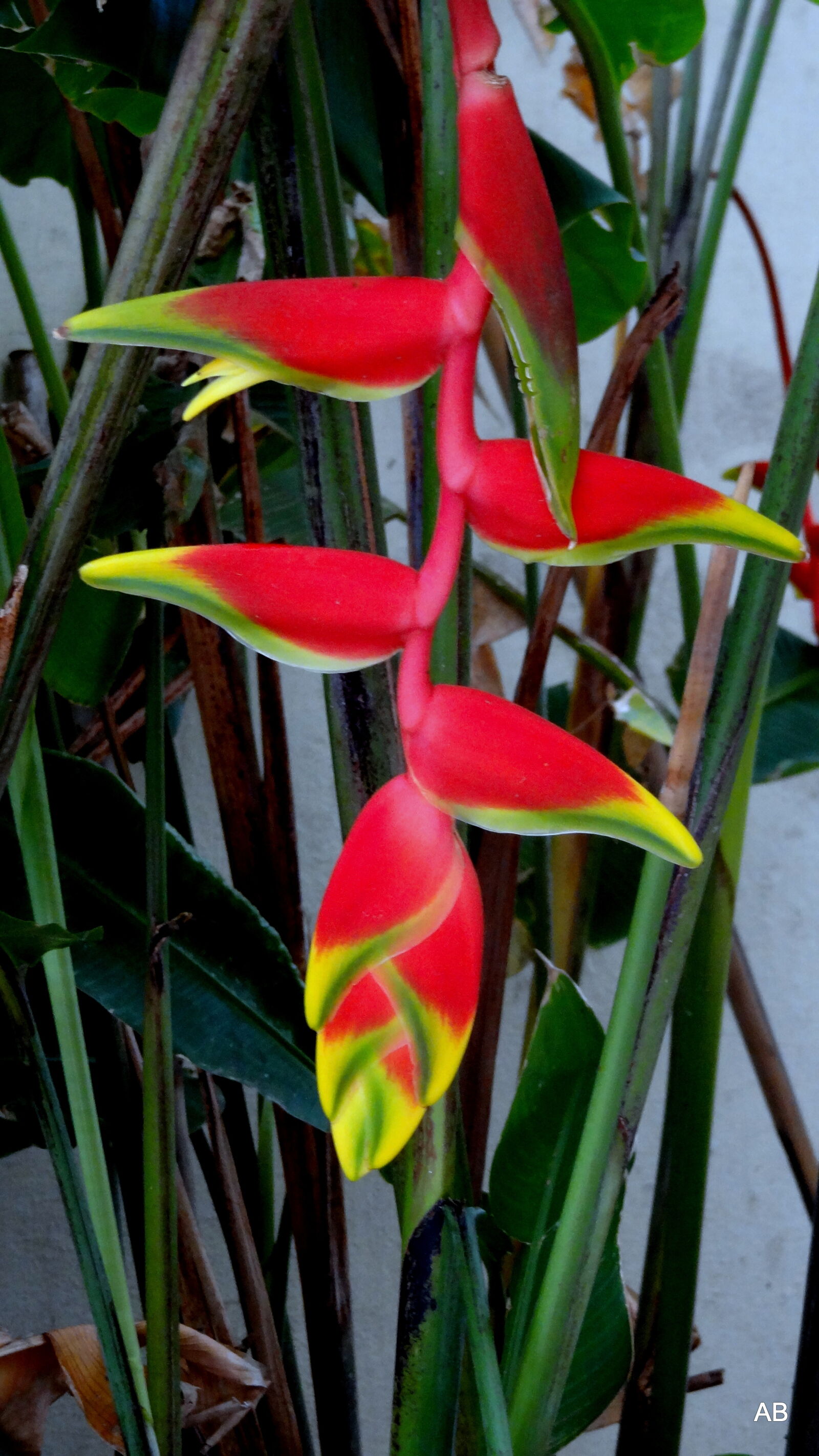 Sony Cyber-shot DSC-HX9V sample photo. Close, up, of, red photography