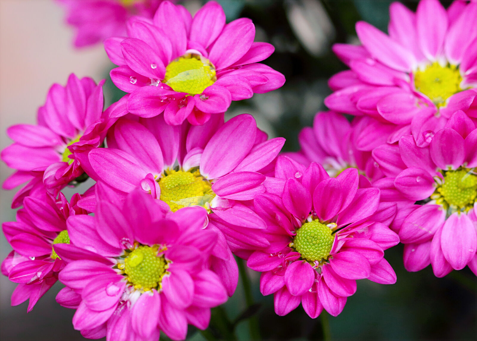 Canon EOS 70D + Canon EF 100mm F2.8 Macro USM sample photo. Pink, petaled, flowers photography