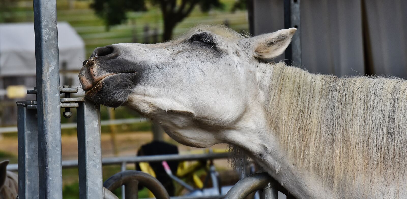 Nikon D7200 sample photo. Horse, mold, reiterhof photography